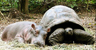 Hippo.Tutle